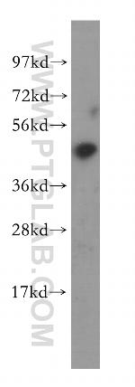 BCL7B Antibody in Western Blot (WB)