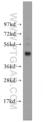 BCL7B Antibody in Western Blot (WB)