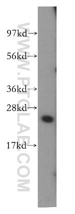 SPRR3 Antibody in Western Blot (WB)