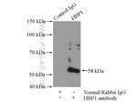 HBP1 Antibody in Immunoprecipitation (IP)