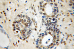 NFIA Antibody in Immunohistochemistry (Paraffin) (IHC (P))