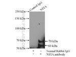 NFIA Antibody in Immunoprecipitation (IP)