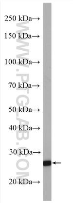 FKBP3 Antibody in Western Blot (WB)