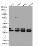 HNRNPC Antibody in Western Blot (WB)