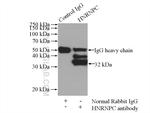 HNRNPC Antibody in Immunoprecipitation (IP)