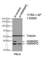 HNRNPC Antibody in Western Blot (WB)