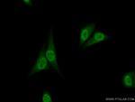 NFIL3 Antibody in Immunocytochemistry (ICC/IF)