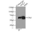 NFIL3 Antibody in Immunoprecipitation (IP)