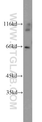 NFIL3 Antibody in Western Blot (WB)