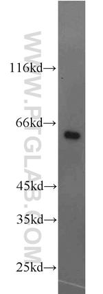 NFIL3 Antibody in Western Blot (WB)