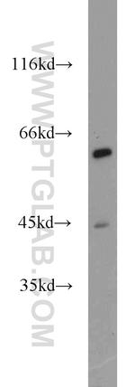 NFIL3 Antibody in Western Blot (WB)