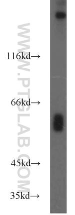 NFIL3 Antibody in Western Blot (WB)