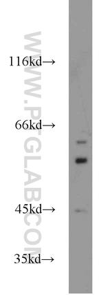 NFIL3 Antibody in Western Blot (WB)