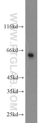 NFIL3 Antibody in Western Blot (WB)