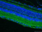 RBP4 Antibody in Immunohistochemistry (PFA fixed) (IHC (PFA))