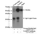 NAMPT/PBEF Antibody in Immunoprecipitation (IP)