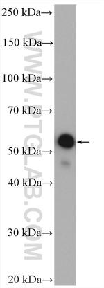 NAMPT/PBEF Antibody in Western Blot (WB)