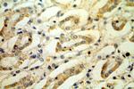 LY96/MD2 Antibody in Immunohistochemistry (Paraffin) (IHC (P))