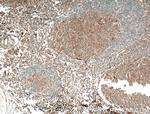 Eotaxin Antibody in Immunohistochemistry (Paraffin) (IHC (P))