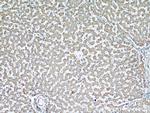 DIO1 Antibody in Immunohistochemistry (Paraffin) (IHC (P))