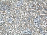 DIO1 Antibody in Immunohistochemistry (Paraffin) (IHC (P))