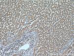 DIO1 Antibody in Immunohistochemistry (Paraffin) (IHC (P))