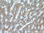 DIO1 Antibody in Immunohistochemistry (Paraffin) (IHC (P))