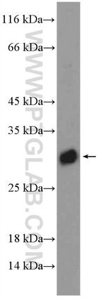 DIO1 Antibody in Western Blot (WB)