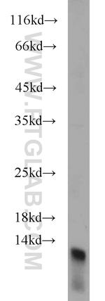 DIO1 Antibody in Western Blot (WB)