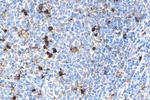 TREM1 Antibody in Immunohistochemistry (Paraffin) (IHC (P))