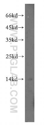 NA14 Antibody in Western Blot (WB)