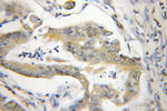 NA14 Antibody in Immunohistochemistry (Paraffin) (IHC (P))