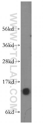 NA14 Antibody in Western Blot (WB)