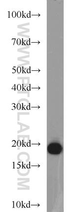 BUD31 Antibody in Western Blot (WB)