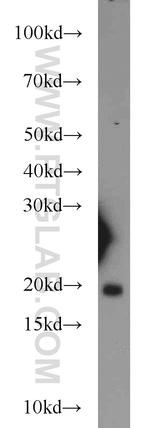 BUD31 Antibody in Western Blot (WB)