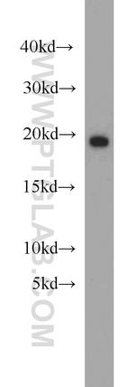 BUD31 Antibody in Western Blot (WB)