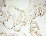 POPDC3 Antibody in Immunohistochemistry (Paraffin) (IHC (P))