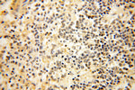 POPDC3 Antibody in Immunohistochemistry (Paraffin) (IHC (P))