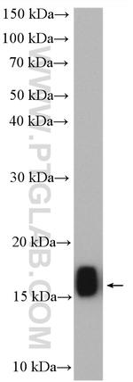 TOM20 Antibody in Western Blot (WB)