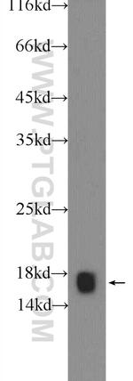 TOM20 Antibody in Western Blot (WB)