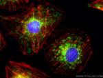 TOM20 Antibody in Immunocytochemistry (ICC/IF)