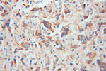 TOM20 Antibody in Immunohistochemistry (Paraffin) (IHC (P))