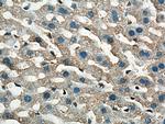 TOM20 Antibody in Immunohistochemistry (Paraffin) (IHC (P))