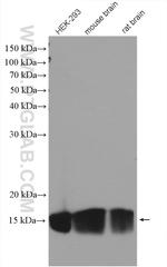 TOM20 Antibody in Western Blot (WB)