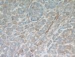 Annexin A3 Antibody in Immunohistochemistry (Paraffin) (IHC (P))