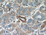 Annexin A3 Antibody in Immunohistochemistry (Paraffin) (IHC (P))