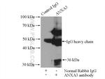 Annexin A3 Antibody in Immunoprecipitation (IP)