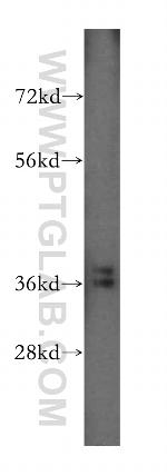 Annexin A3 Antibody in Western Blot (WB)