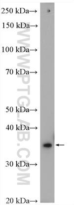 Annexin A3 Antibody in Western Blot (WB)