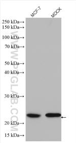 RAB10 Antibody in Western Blot (WB)